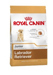 [3821120] Labrador Retriever Puppy